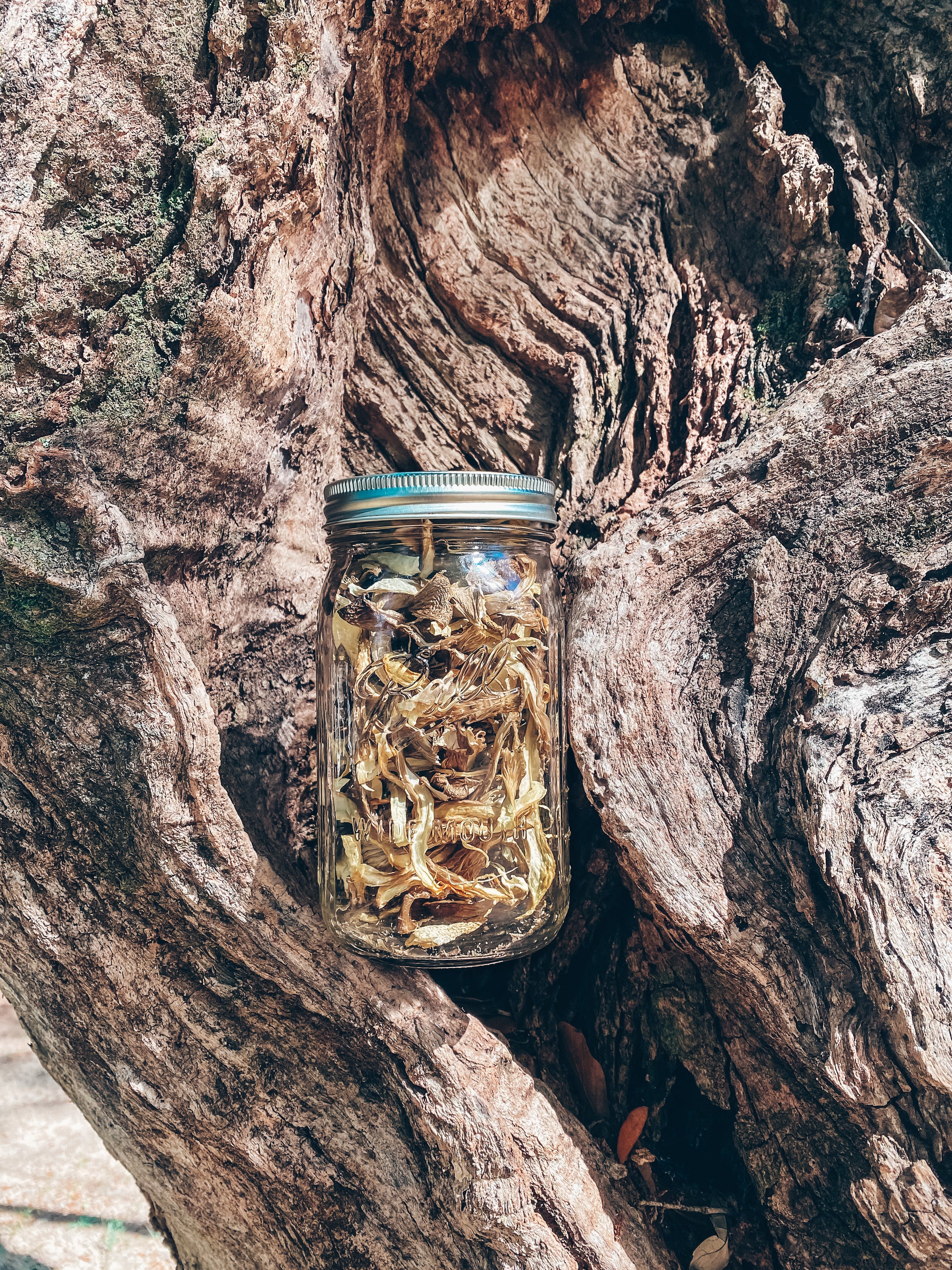 Home | Coastal Fungi Mushroom Co.